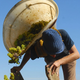 Offloading freshly picked grapes into a vat.